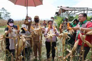 Bupati Taput hadiri Panen Jagung Poktan Mandiri Sejahtera Desa Pariksabungan Siborong borong